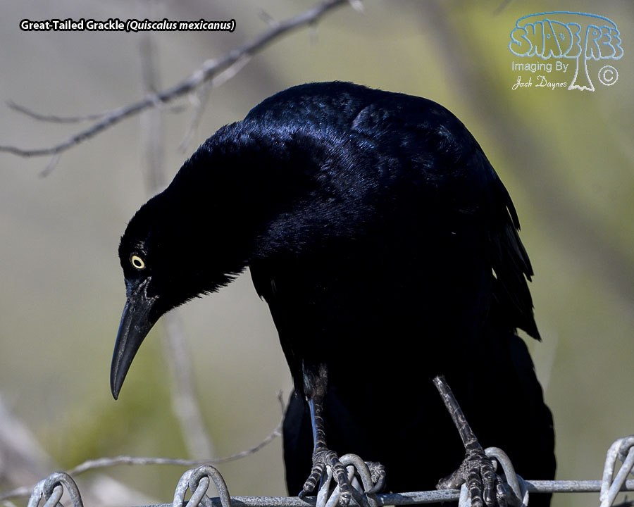 Great-Tailed Grackle - Quiscalus mexicanus