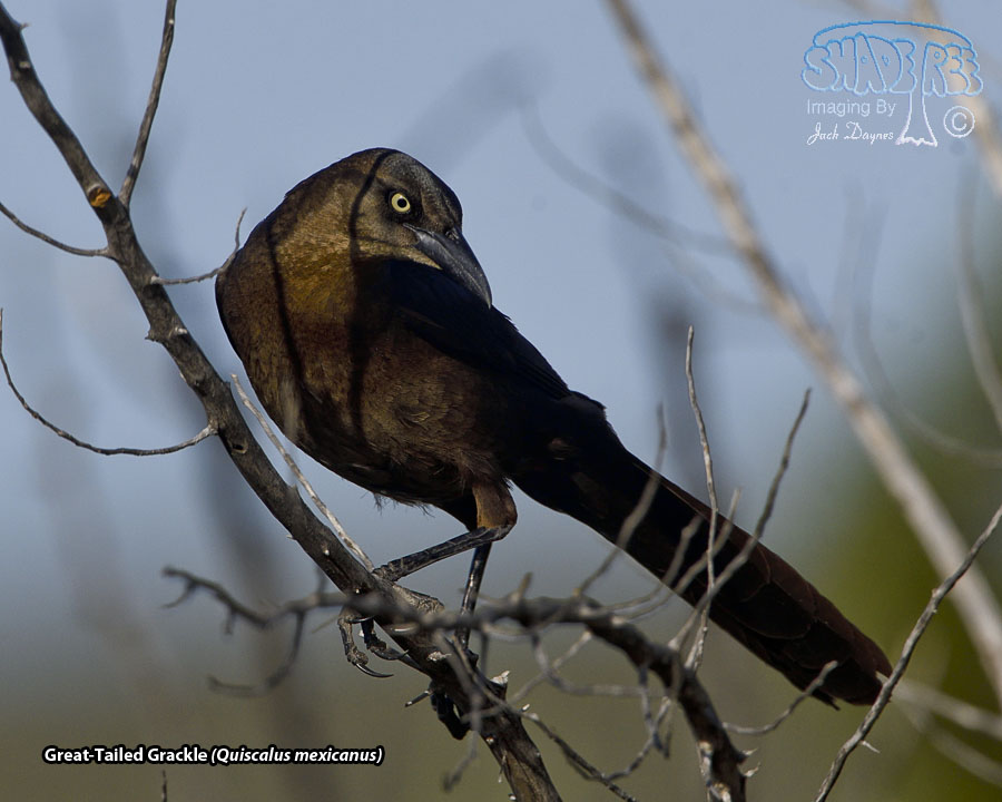 Great-Tailed Grackle - Quiscalus mexicanus