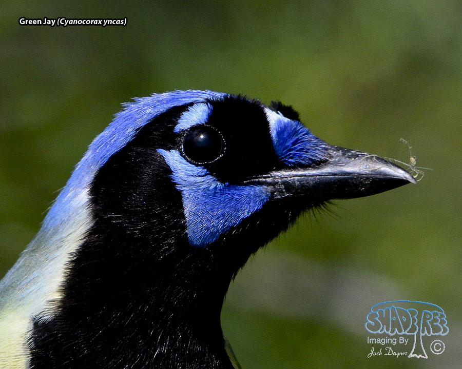 Green Jay - Cyanocorax yncas