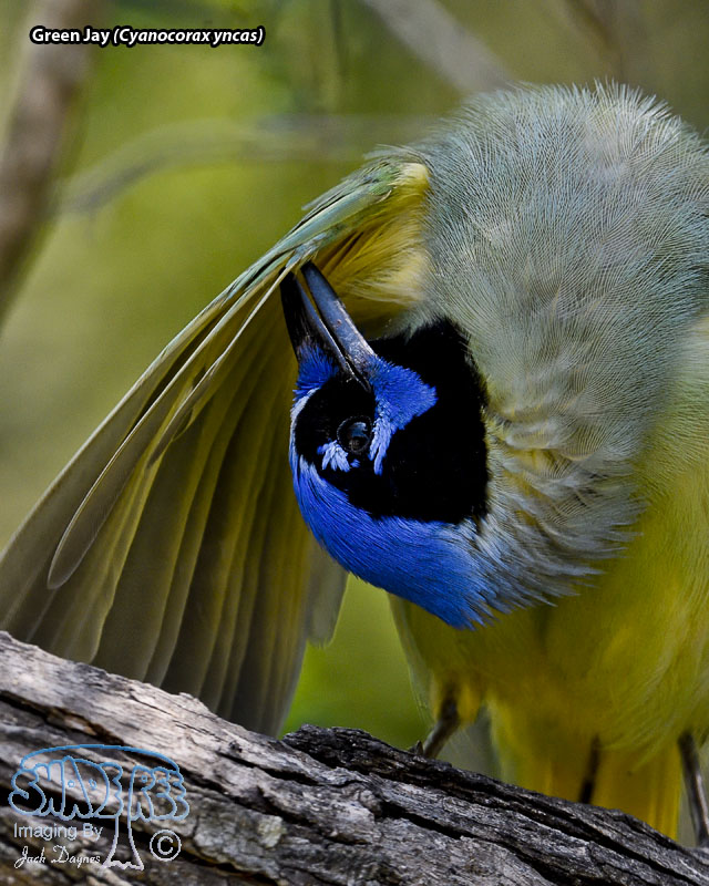 Green Jay - Cyanocorax yncas