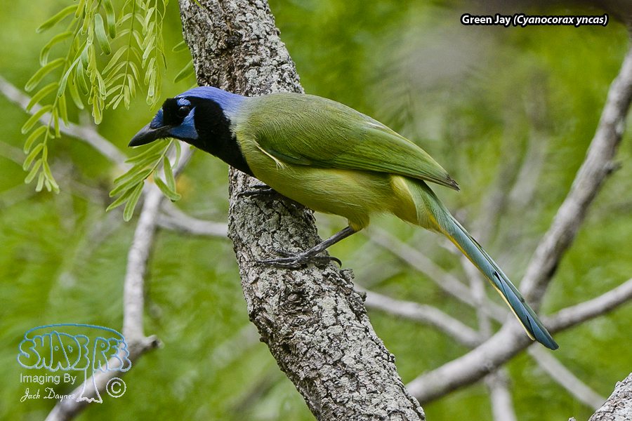 Green Jay - Cyanocorax yncas
