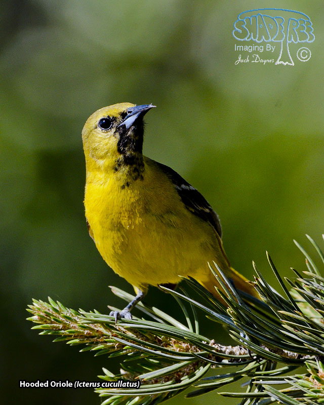 Hooded Oriole - Icterus cucullatus