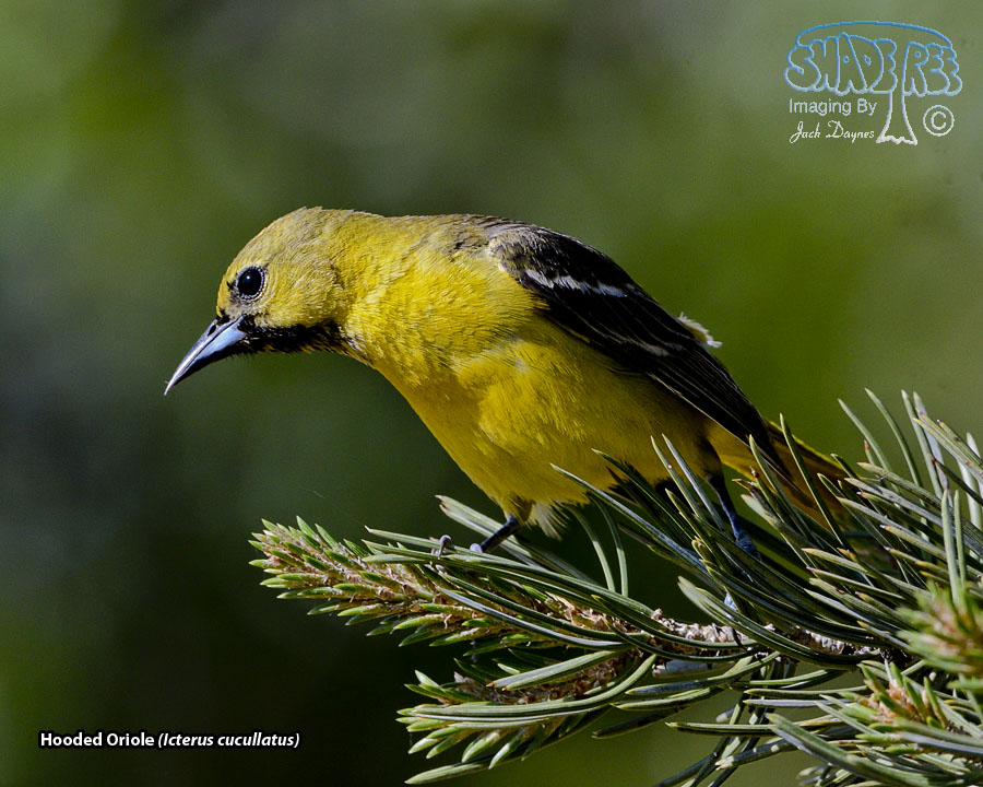 Hooded Oriole - Icterus cucullatus