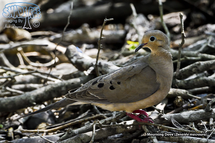 Mourning Dove - Zenaida macroura