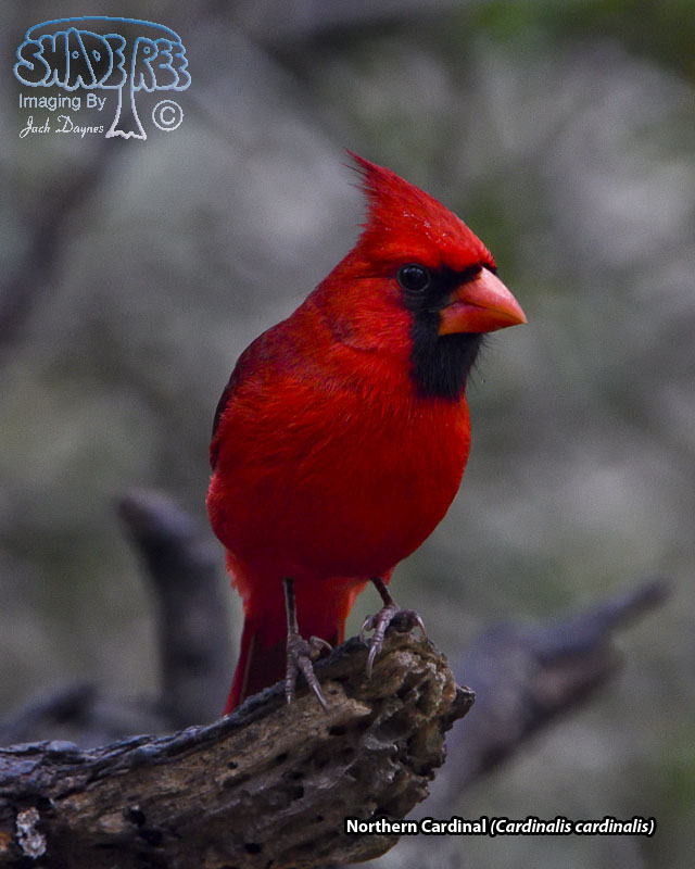 Northern Cardinal - Cardinalis cardinalis