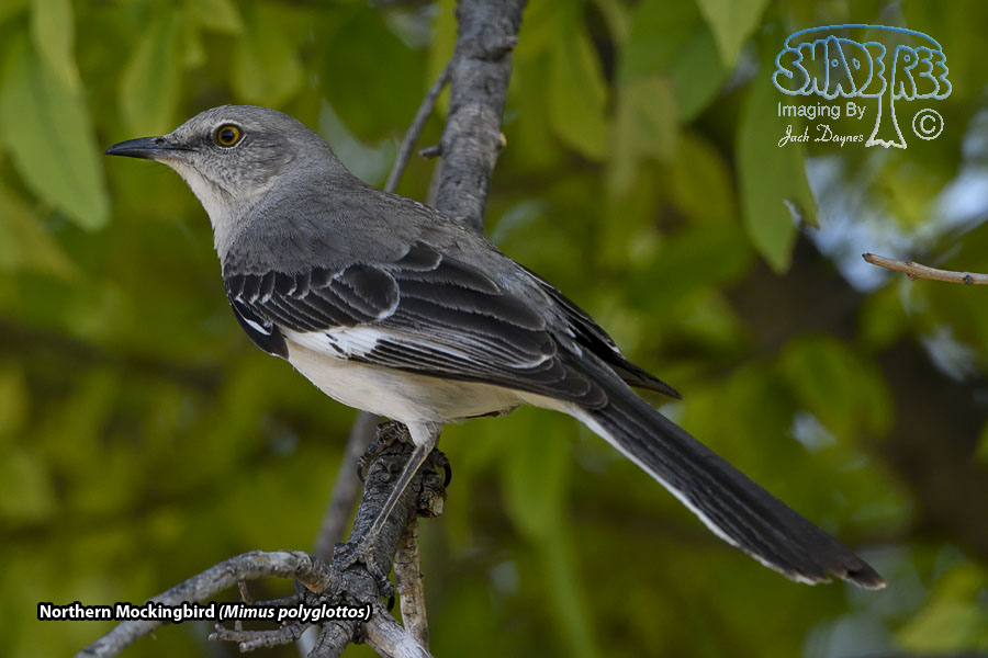 Northern Mockingbird - Mimus polyglottos