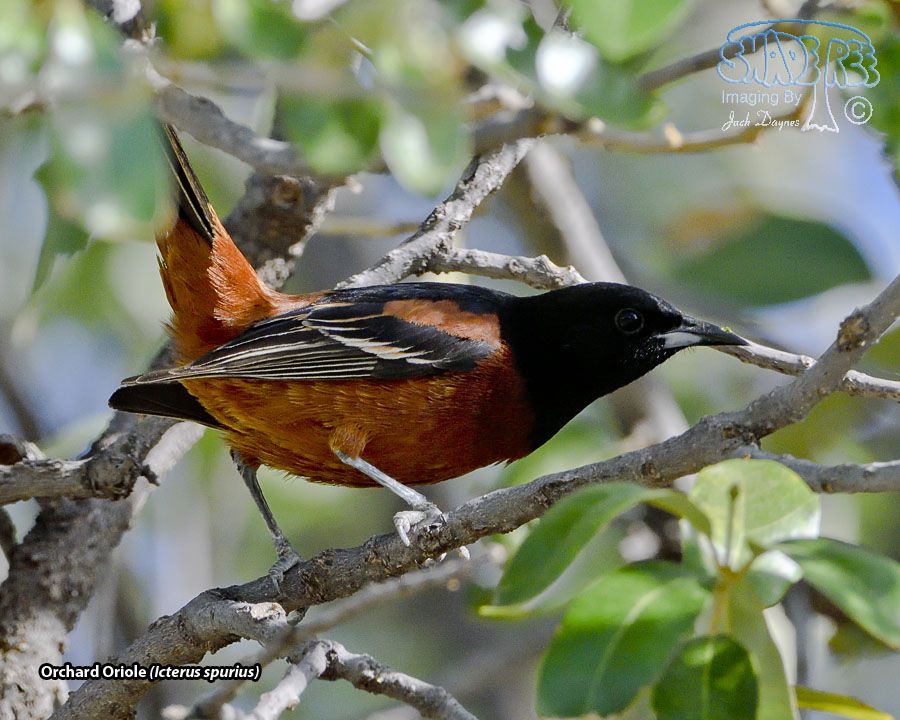Orchard Oriole - Icterus spurius