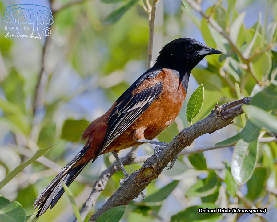 Orchard Oriole - Icterus spurius