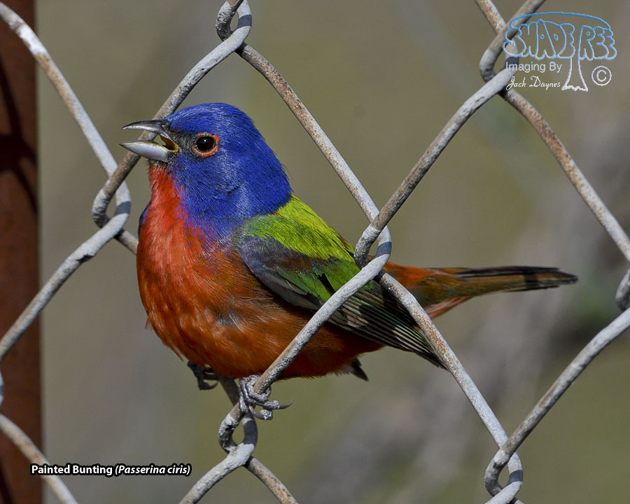 Painted Bunting - Passerina ciris