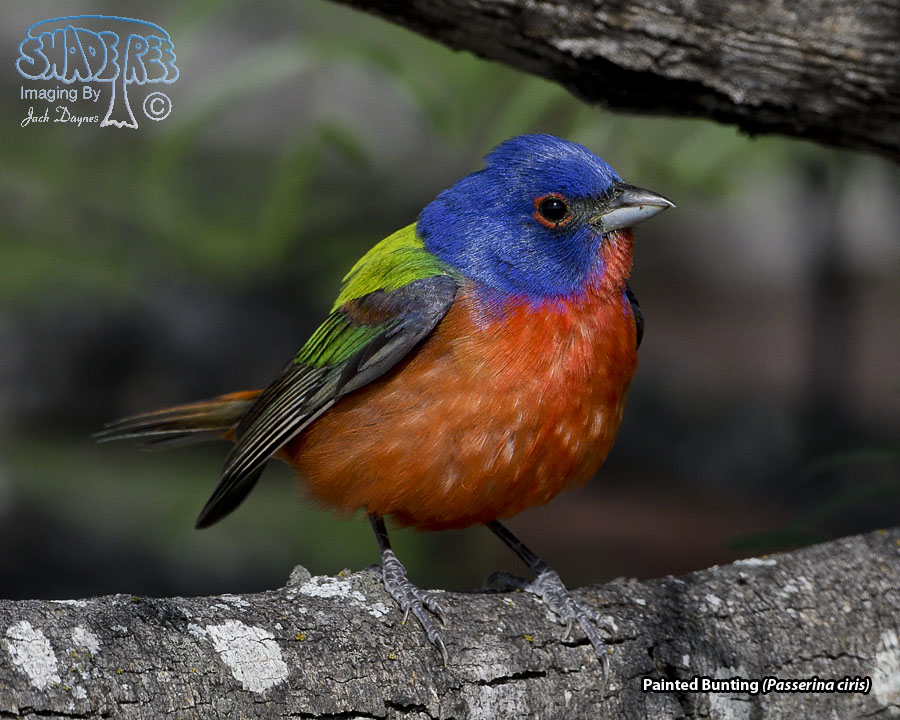 Painted Bunting - Passerina ciris