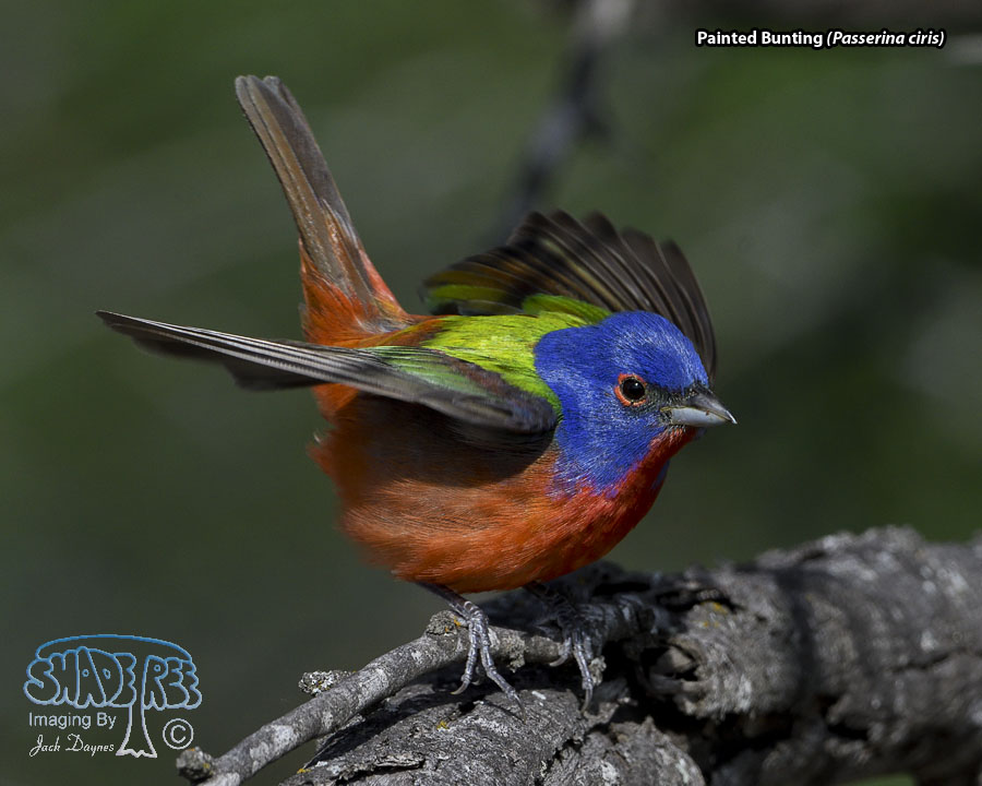 Painted Bunting - Passerina ciris