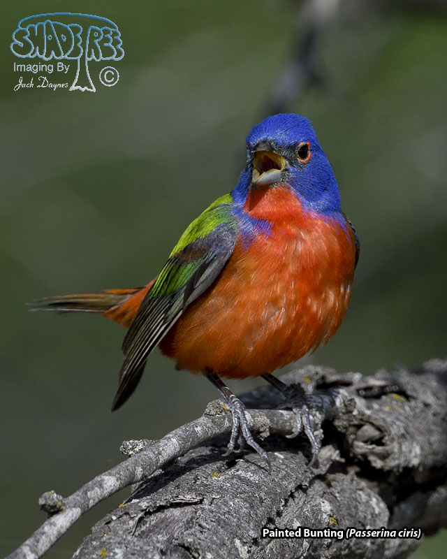 Painted Bunting - Passerina ciris