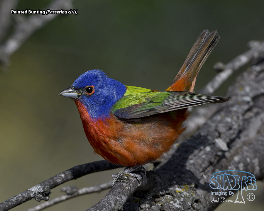 Painted Bunting - Passerina ciris
