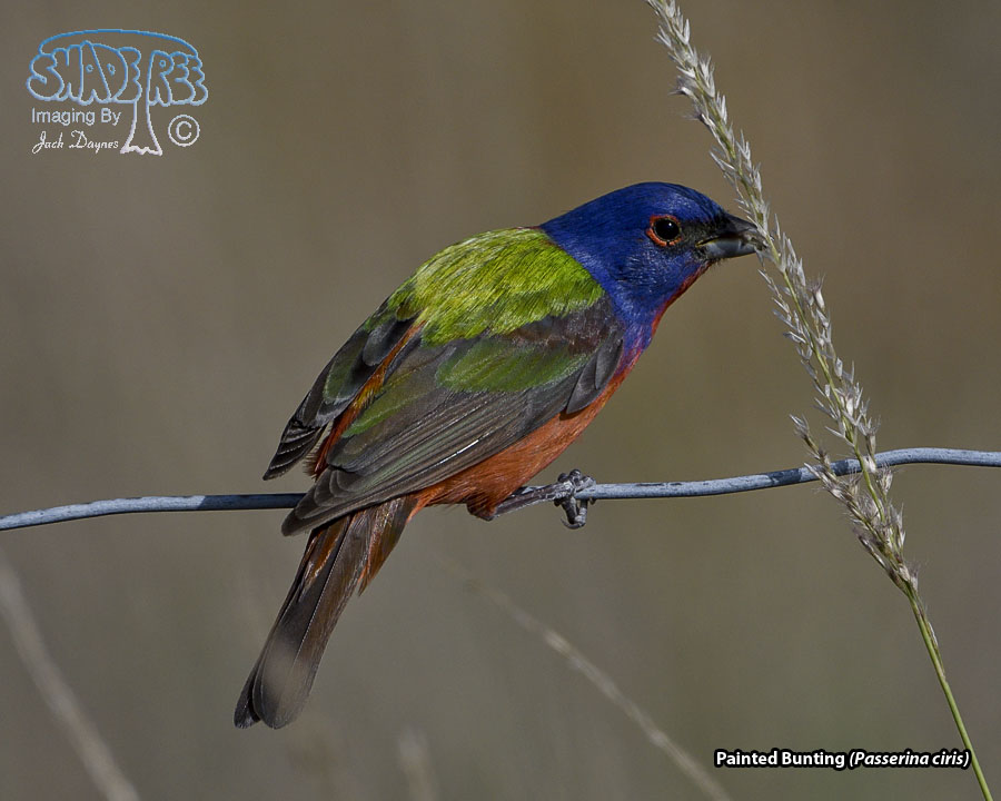 Painted Bunting - Passerina ciris