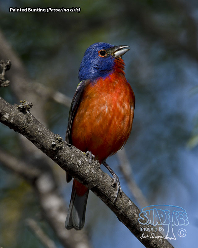 Painted Bunting - Passerina ciris