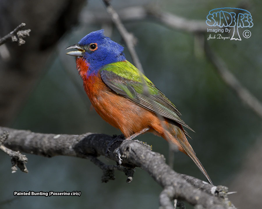 Painted Bunting - Passerina ciris