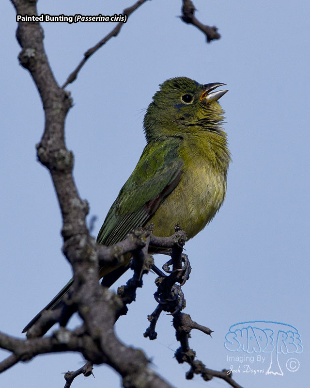 Painted Bunting - Passerina ciris