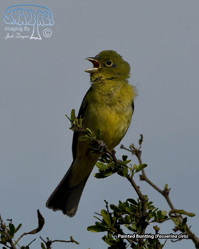Painted Bunting - Passerina ciris
