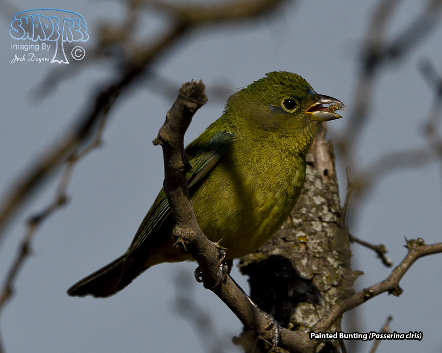Painted Bunting - Passerina ciris