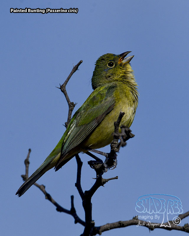 Painted Bunting - Passerina ciris