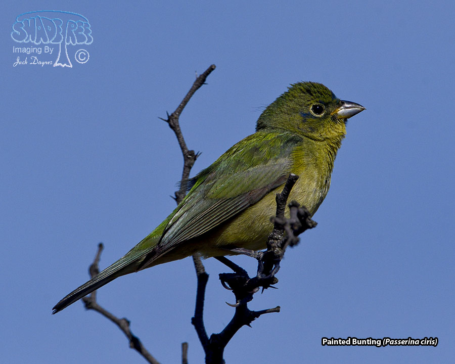 Painted Bunting - Passerina ciris