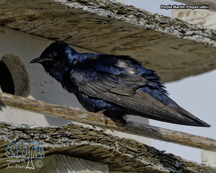 Purple Martin - Progne subis