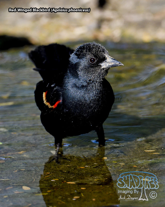 Red-Winged Blackbird - Agelaius phoeniceus