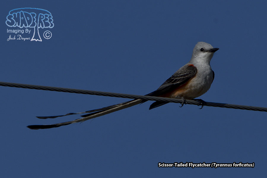 Scissor-Tailed Flycatcher - Tyrannus forficatus