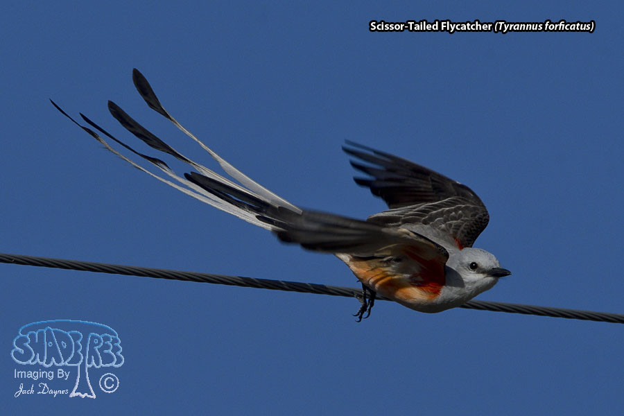 Scissor-Tailed Flycatcher - Tyrannus forficatus