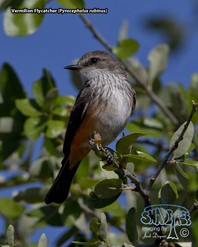 Vermilion Flycatcher - Pyrocephalus rubinus