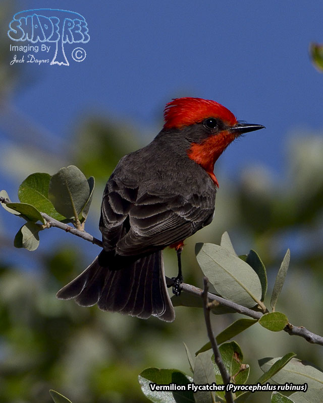 Vermilion Flycatcher - Pyrocephalus rubinus