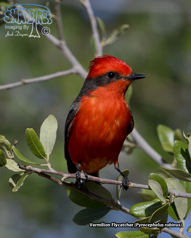 Vermilion Flycatcher - Pyrocephalus rubinus