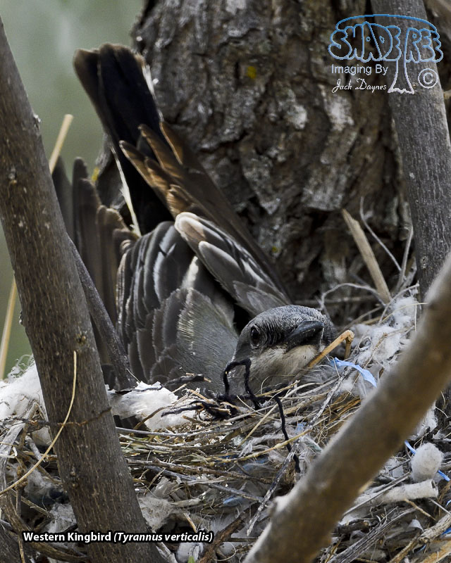 Western Kingbird - Tyrannus verticalis