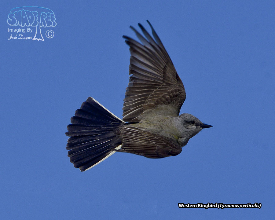 Western Kingbird - Tyrannus verticalis