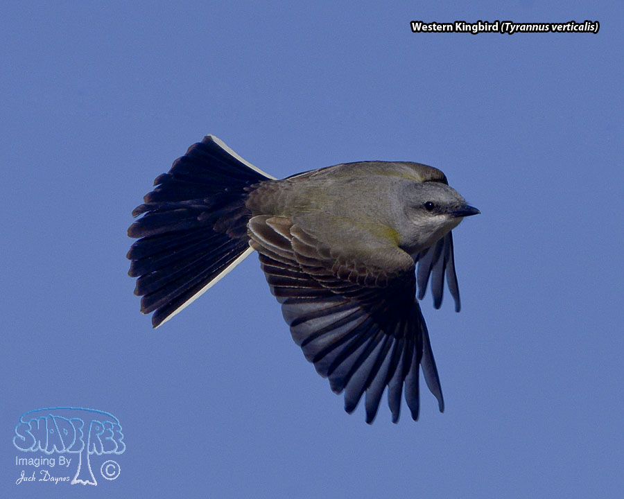 Western Kingbird - Tyrannus verticalis