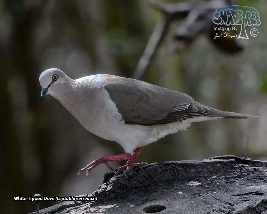White-Tipped Dove - Leptotila verreauxi