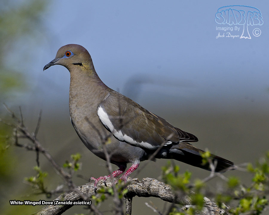 White-Winged Dove - Zenaida asiatica