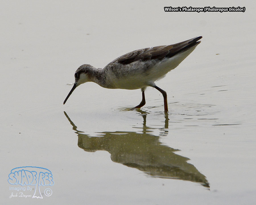 Wilson's Phalarope - Phalaropus tricolor