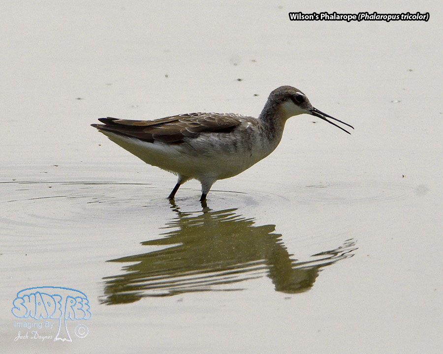 Wilson's Phalarope - Phalaropus tricolor