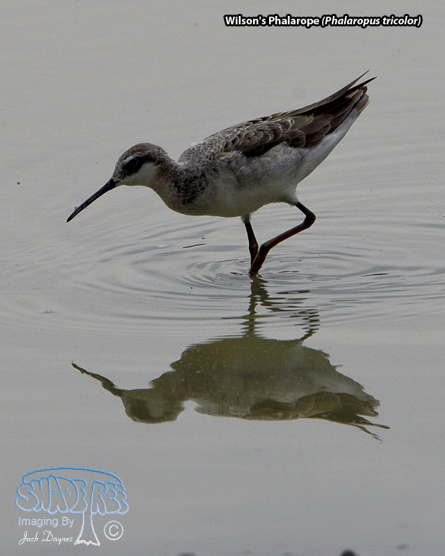 Wilson's Phalarope - Phalaropus tricolor