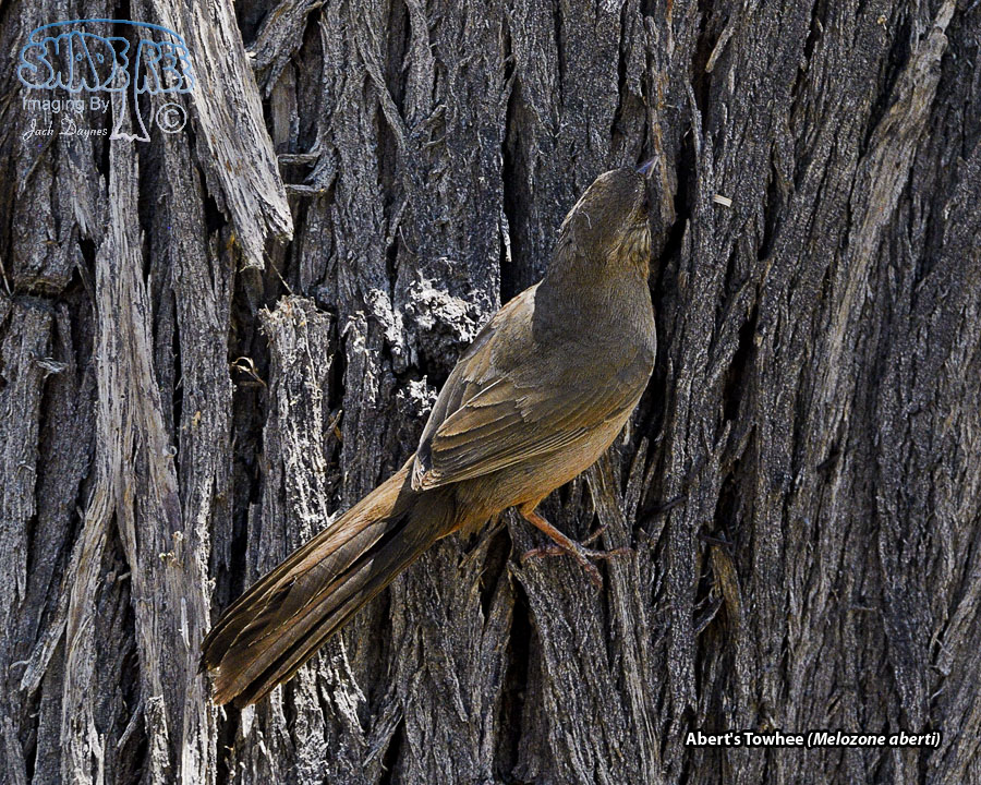 Abert's Towhee - Melozone aberti