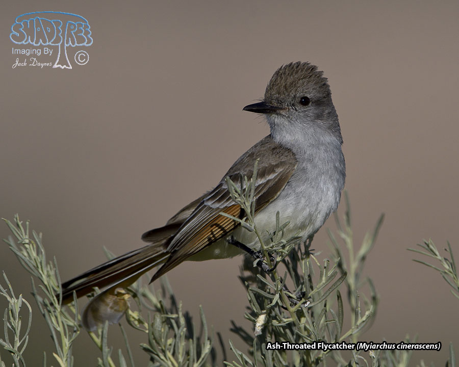 Ash-Throated Flycatcher - Myiarchus cinerascens