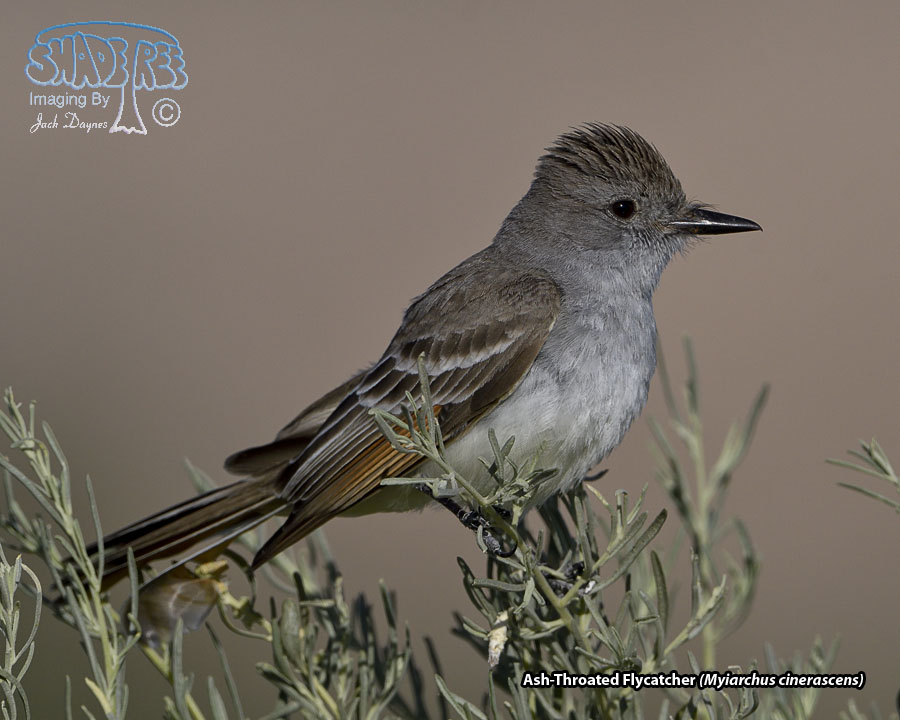 Ash-Throated Flycatcher - Myiarchus cinerascens