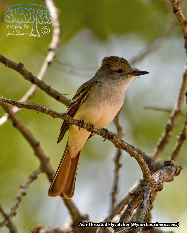 Ash-Throated Flycatcher - Myiarchus cinerascens