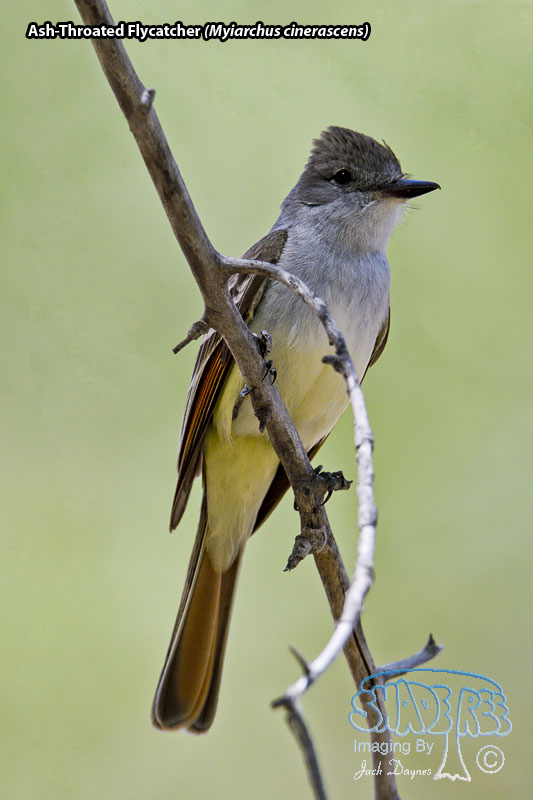 Ash-Throated Flycatcher - Myiarchus cinerascens