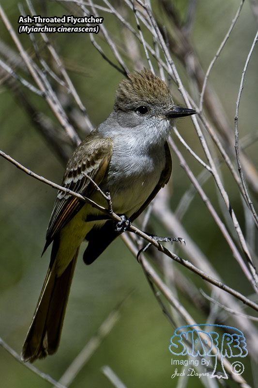 Ash-Throated Flycatcher - Myiarchus cinerascens