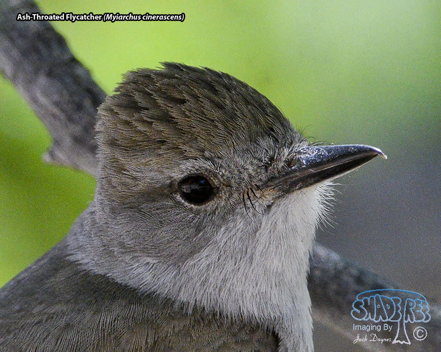 Ash-Throated Flycatcher - Myiarchus cinerascens