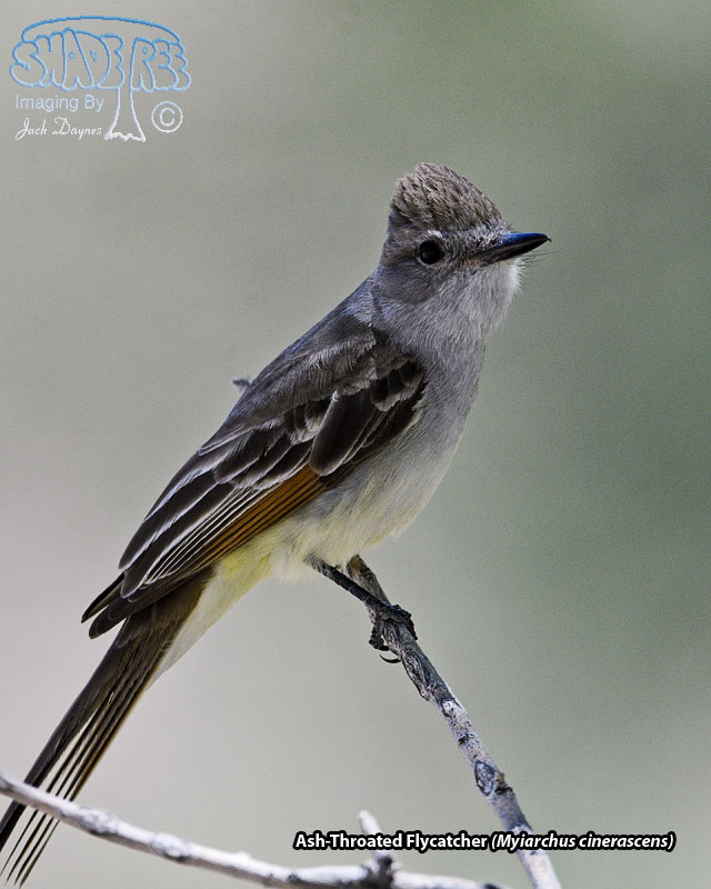 Ash-Throated Flycatcher - Myiarchus cinerascens