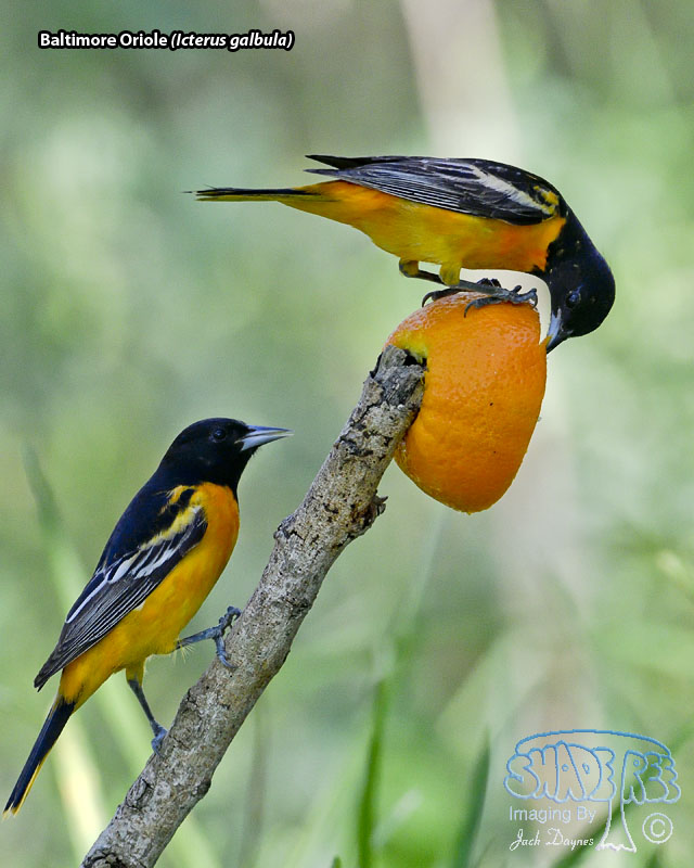 Baltimore Oriole - Icterus galbula