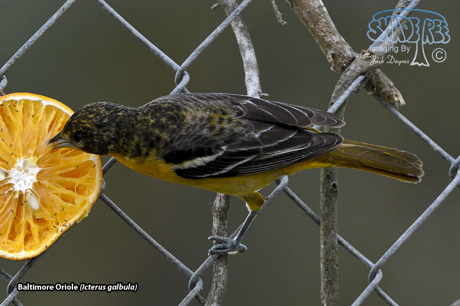 Baltimore Oriole - Icterus galbula